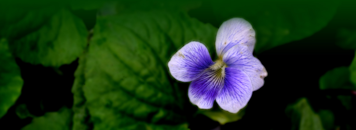 Springtime Violets - 2024